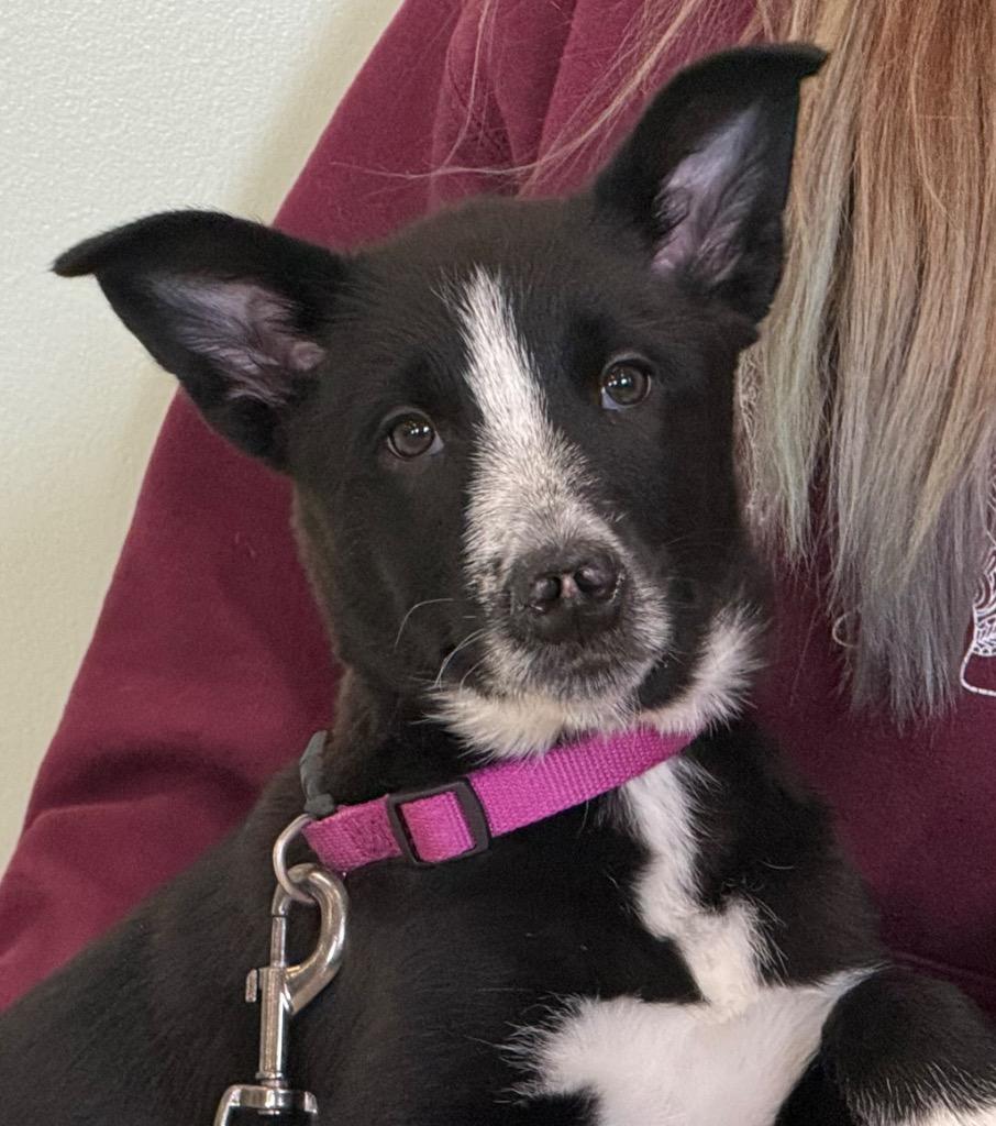 Enlarge Mona, a ADOPTABLE mixed breed in Amery, WI image 1/4