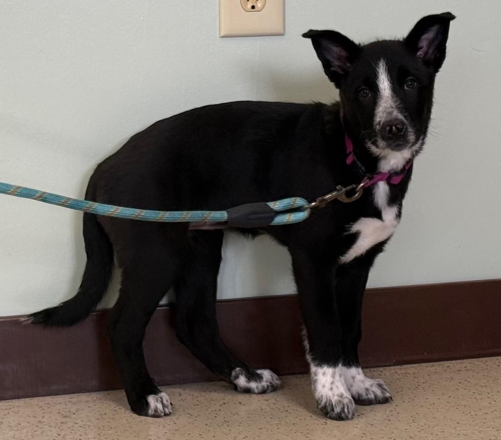 Enlarge Mona, a ADOPTABLE mixed breed in Amery, WI image 4/4