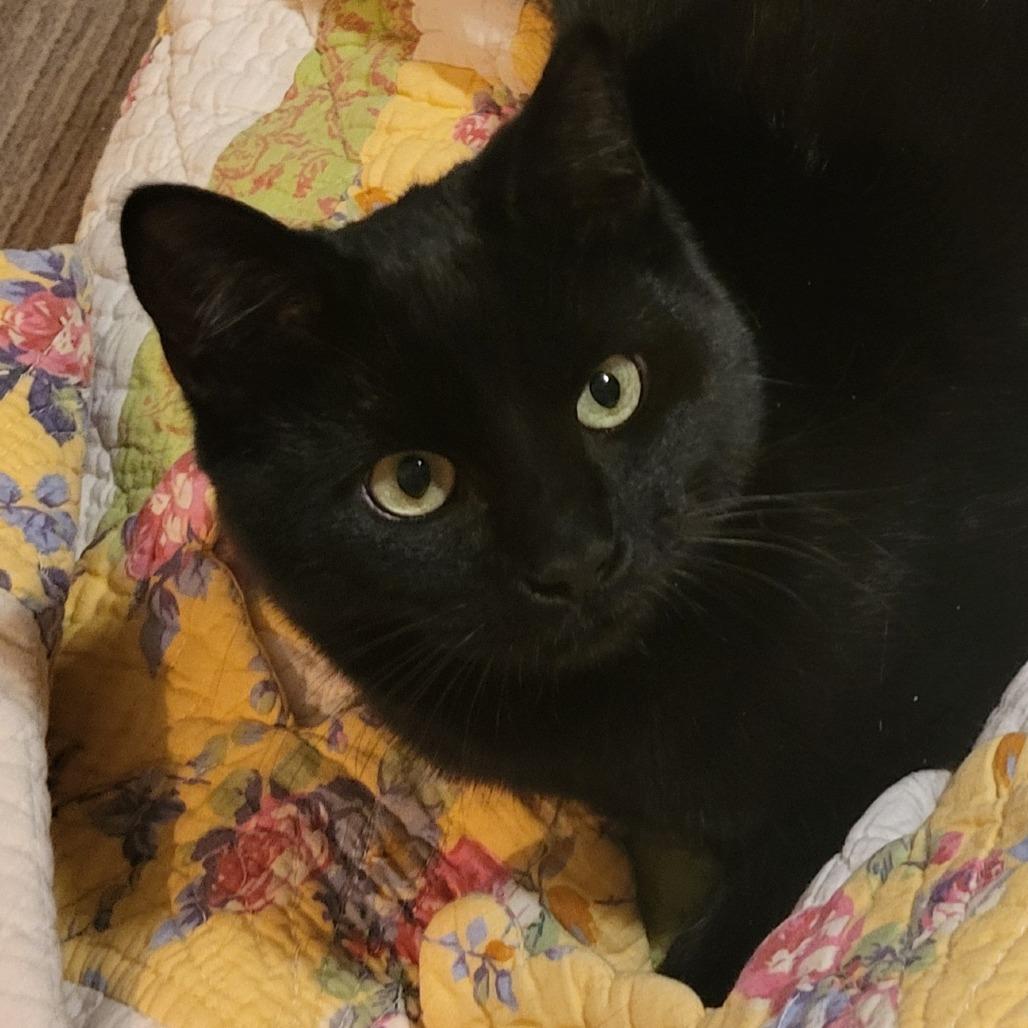 Arsenio Machine 55378, Adoptable, Young Male Domestic Short Hair.