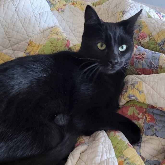 Enlarge Arsenio Machine 55378, a Adoptable Domestic Short Hair in Lansing, MI image 2/4