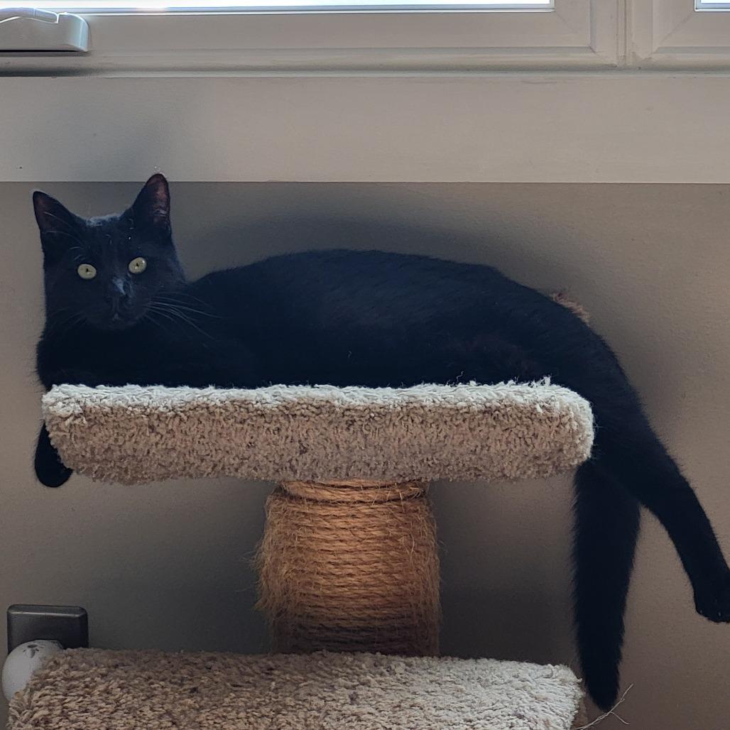 Enlarge Arsenio Machine 55378, a Adoptable Domestic Short Hair in Lansing, MI image 3/4