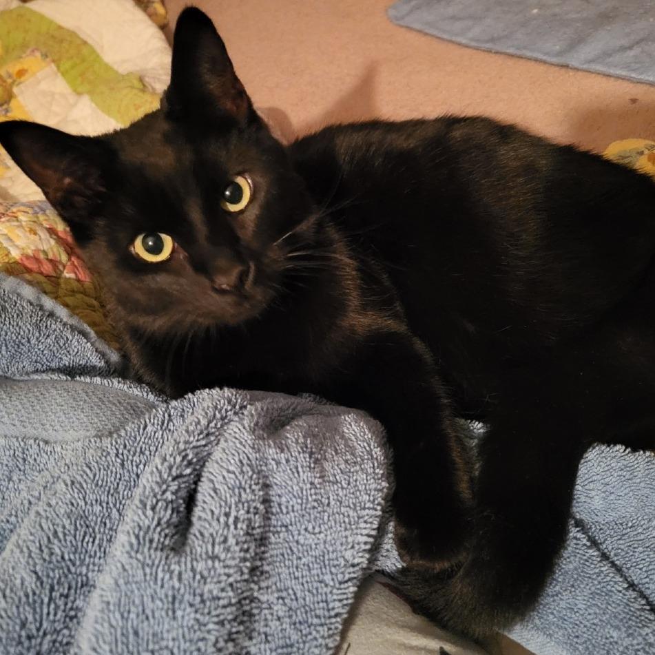 Enlarge Arsenio Machine 55378, a Adoptable Domestic Short Hair in Lansing, MI image 4/4