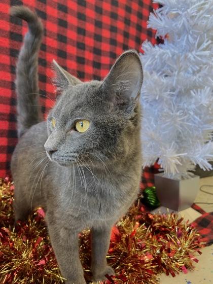 Dabba, Adoptable, Young Male Domestic Short Hair & Domestic Short Hair.