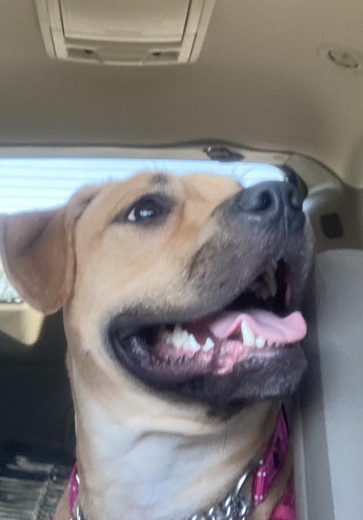 Enlarge Lonnie, a Adoptable mixed breed in Saginaw, MI image 1/3