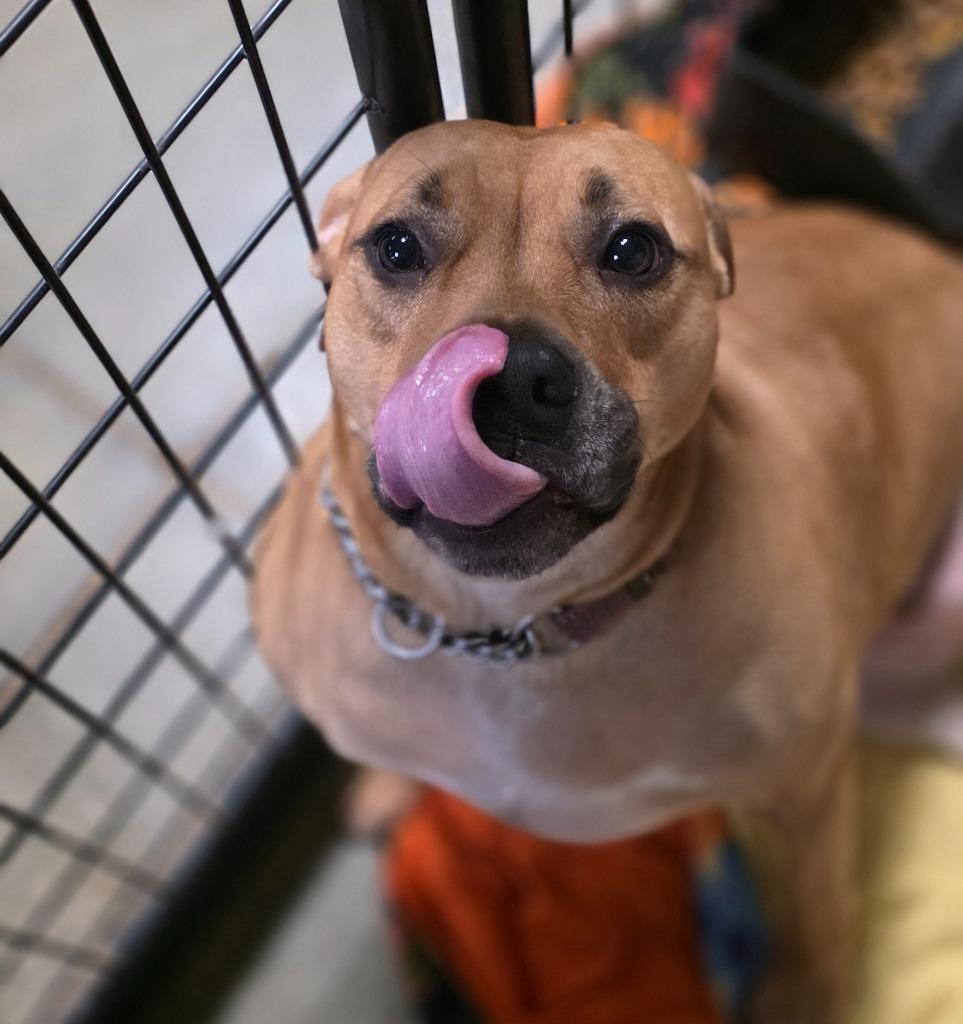 Enlarge Lonnie, a Adoptable mixed breed in Saginaw, MI image 3/5