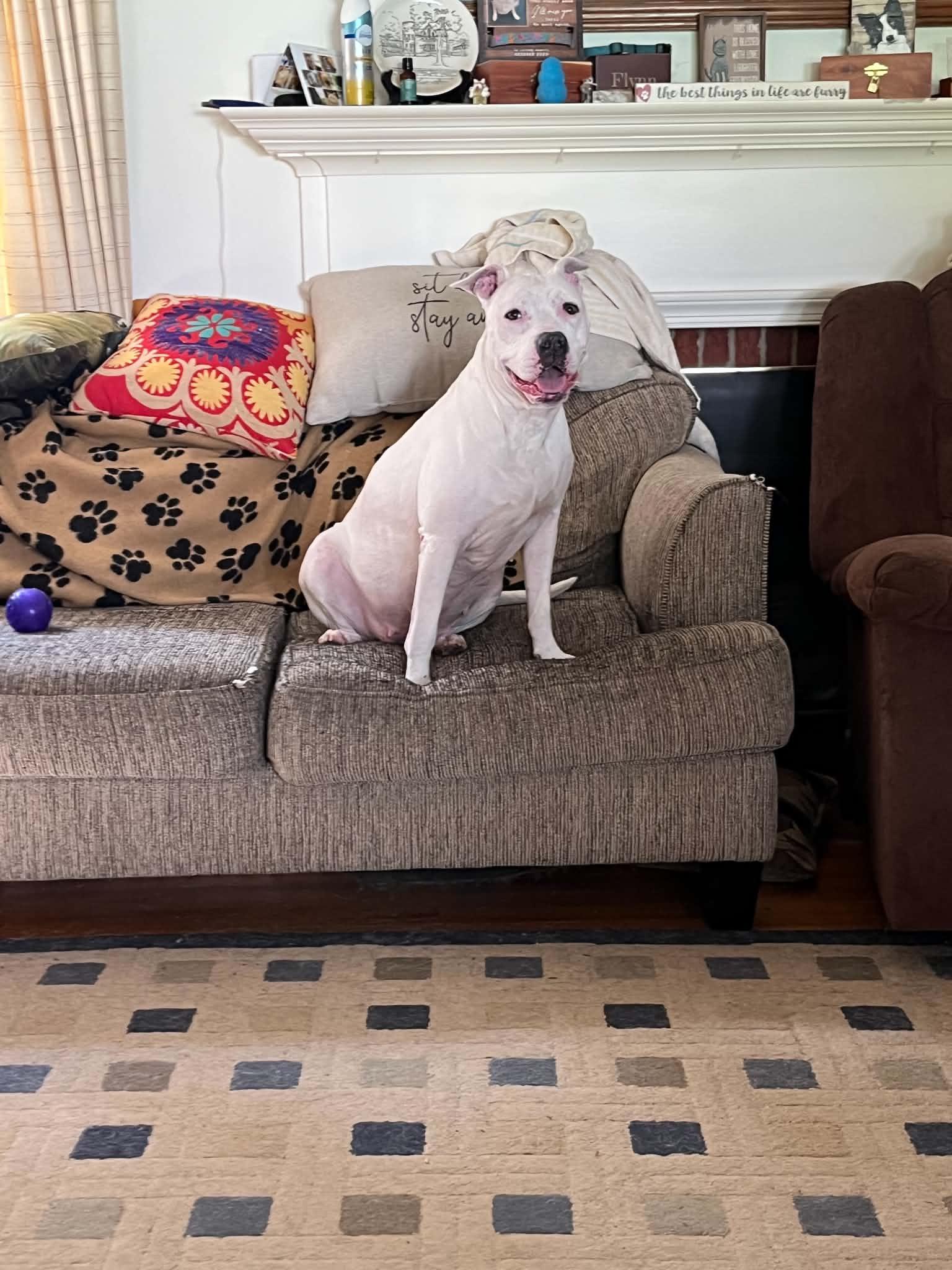 Paige, ADOPTABLE, Senior Female American Bully.