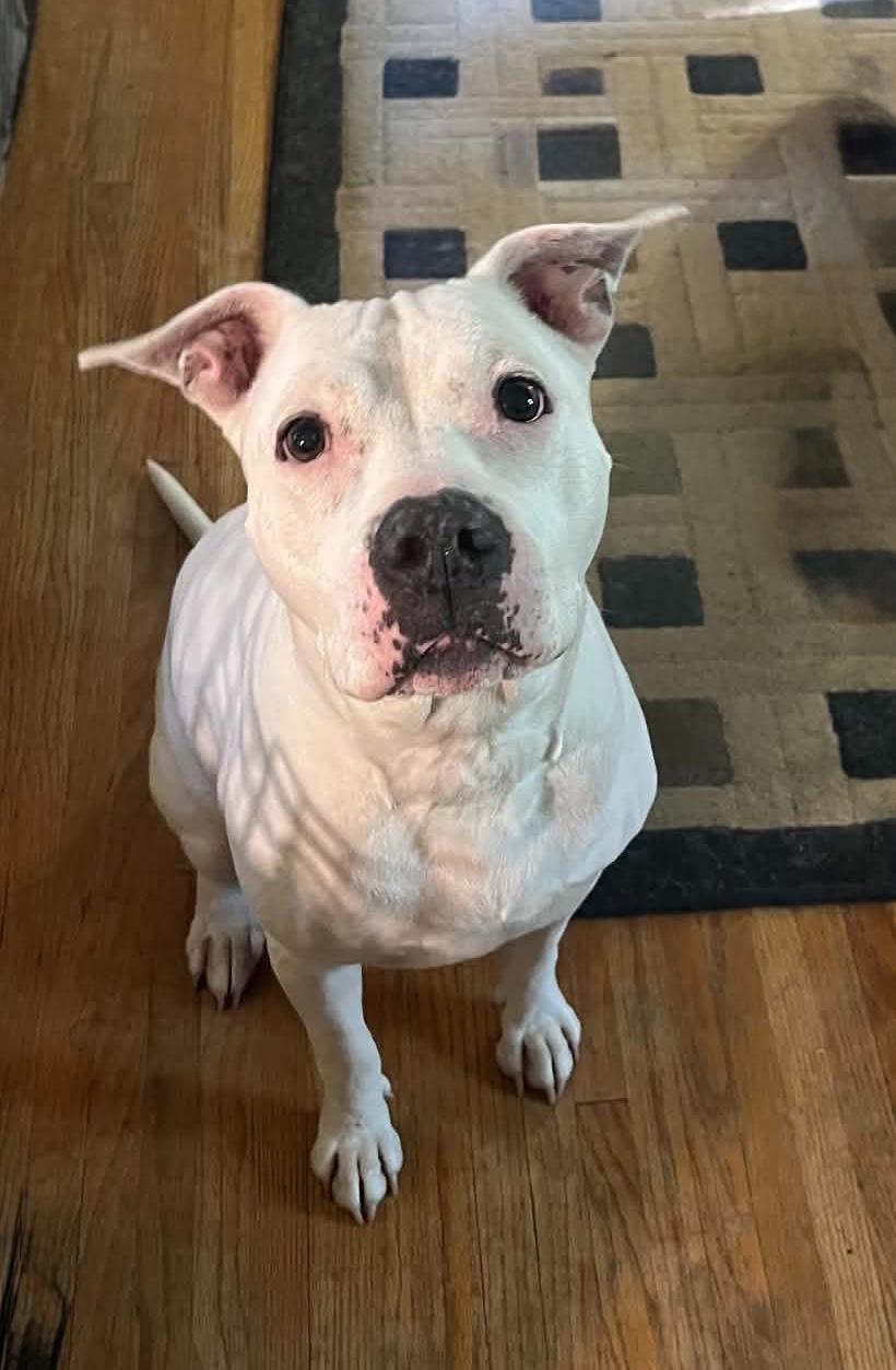 Paige, a ADOPTABLE mixed breed in Darien Center, NY image 3/3