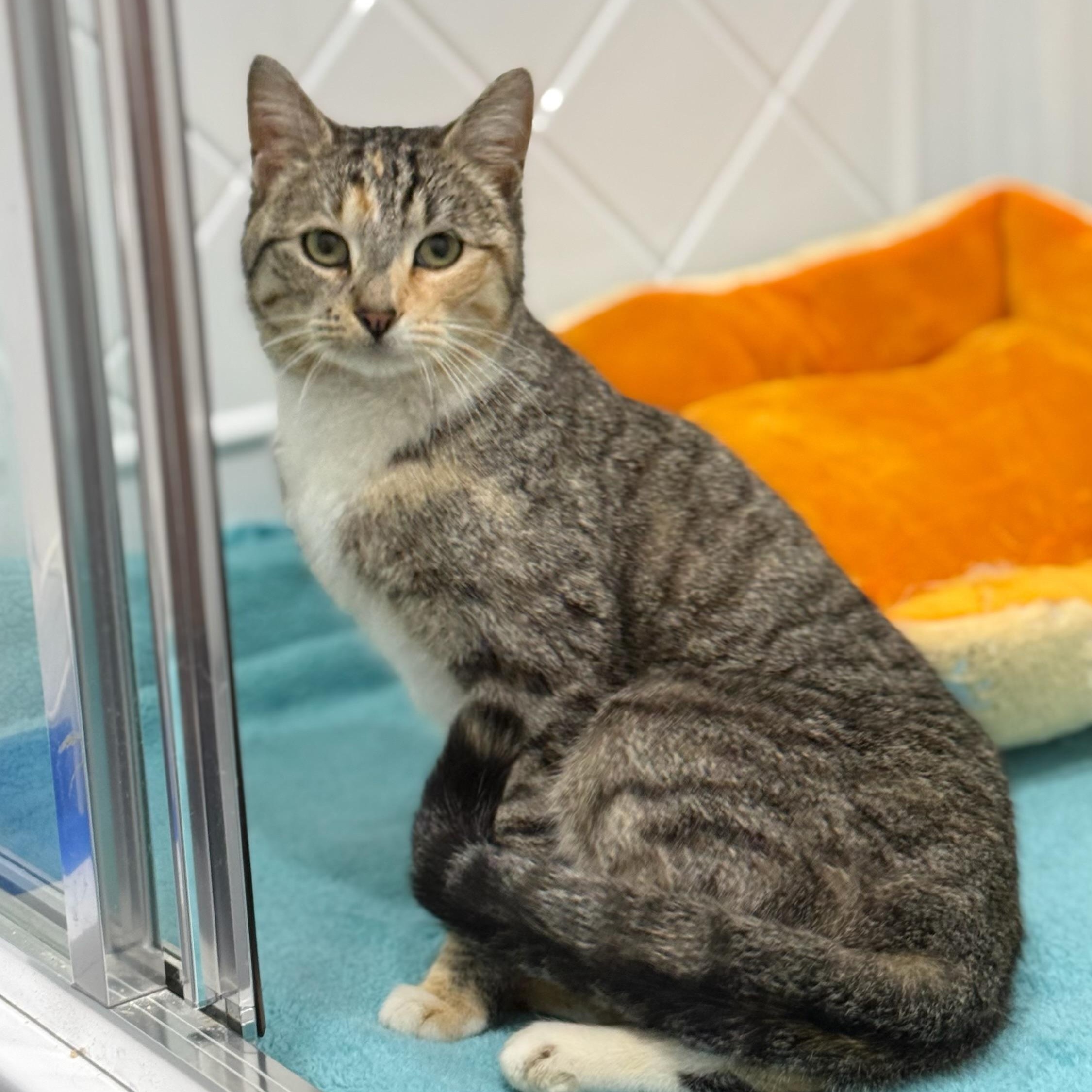 Susie, ADOPTABLE, Young Female American Shorthair.