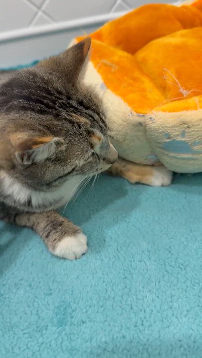 Enlarge Susie, a ADOPTABLE American Shorthair in Westport, CT video 2/3