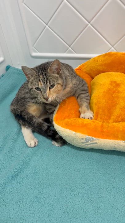 Enlarge Susie, a ADOPTABLE American Shorthair in Westport, CT video 3/3