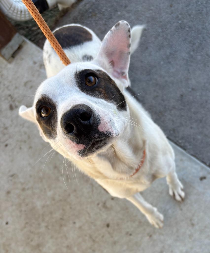 Enlarge Truffles, a Adoptable mixed breed in Crossville, TN image 1/3