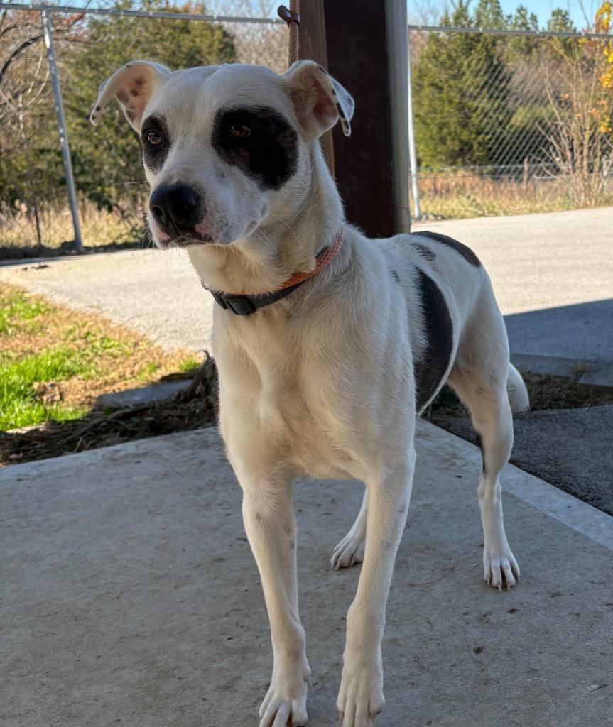 Enlarge Truffles, a Adoptable mixed breed in Crossville, TN image 2/3