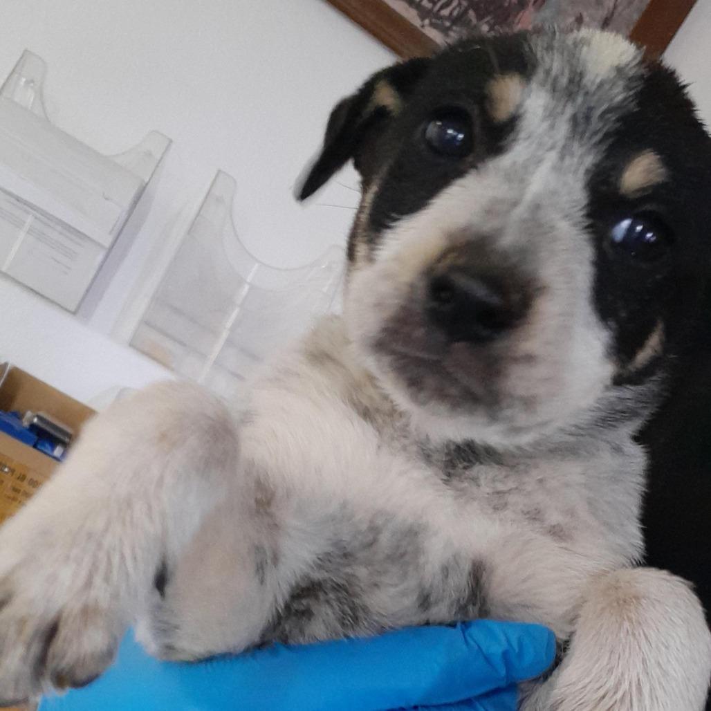 (COD) Piper, Adoptable, Puppy Female Australian Cattle Dog / Blue Heeler.