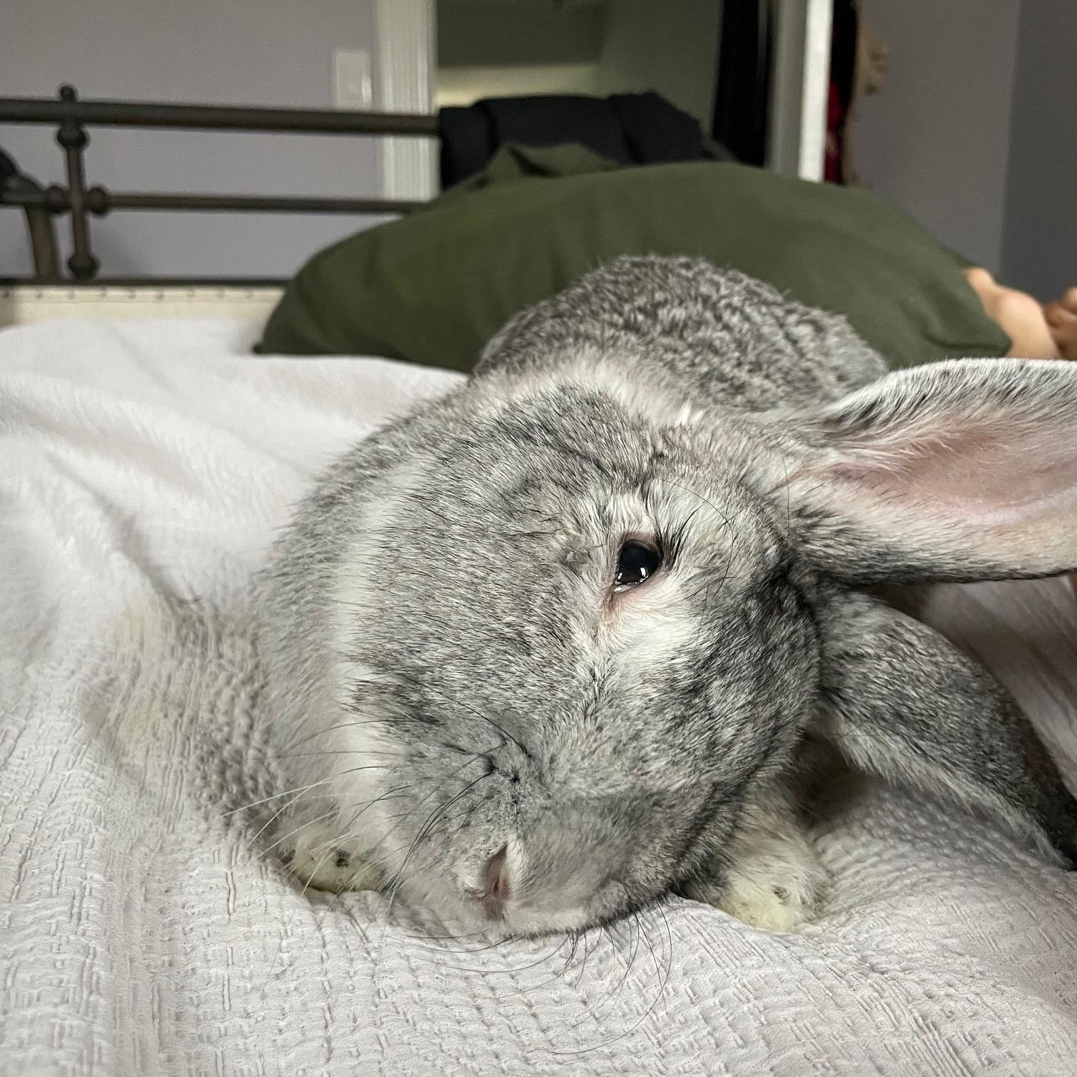 Gandalf the Grey, a Adoptable Flemish Giant in Cambridge, ON image 1/6