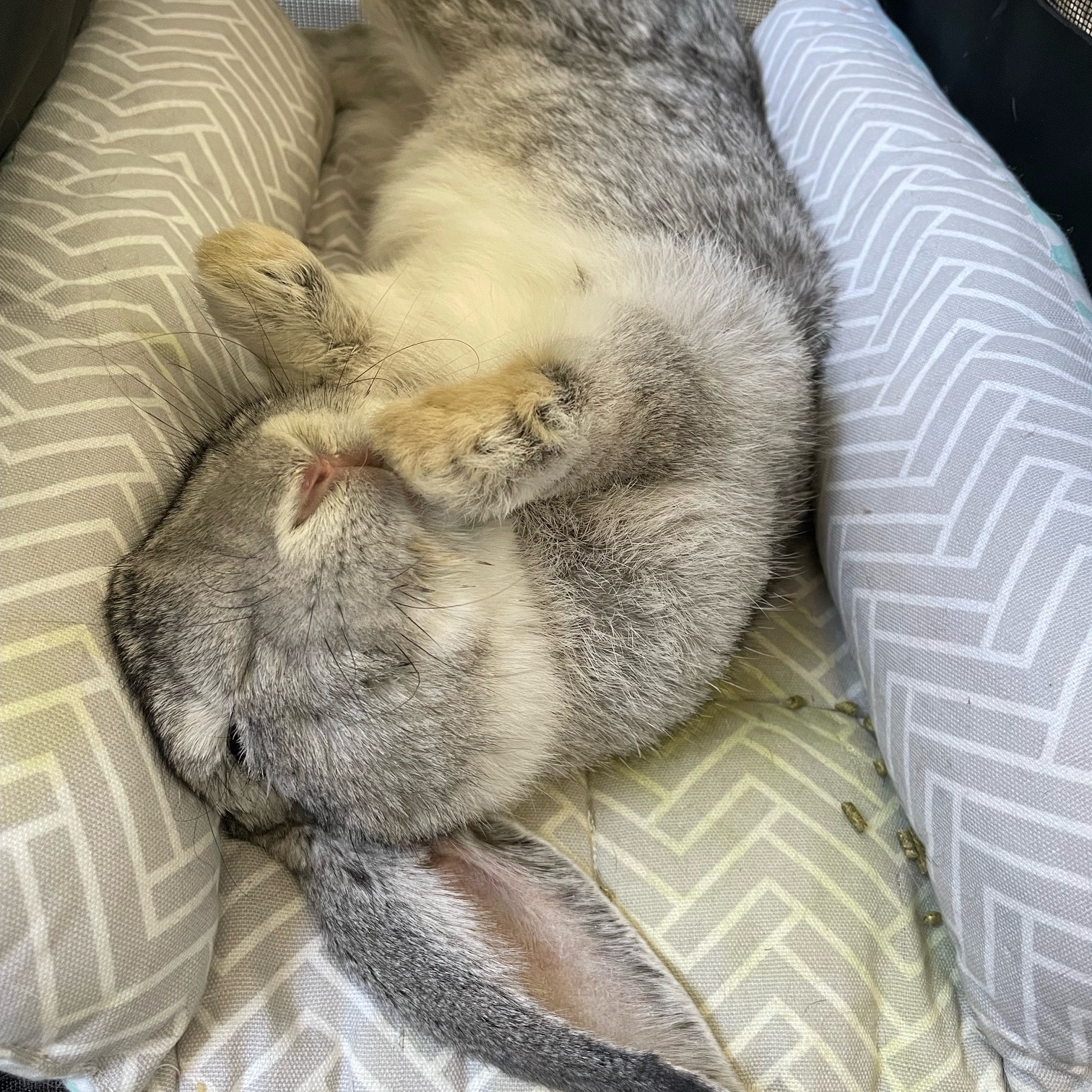 Gandalf the Grey, a Adoptable Flemish Giant in Cambridge, ON image 2/6