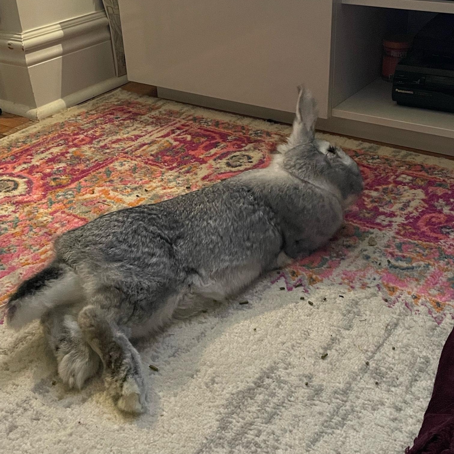 Gandalf the Grey, a Adoptable Flemish Giant in Cambridge, ON image 6/6
