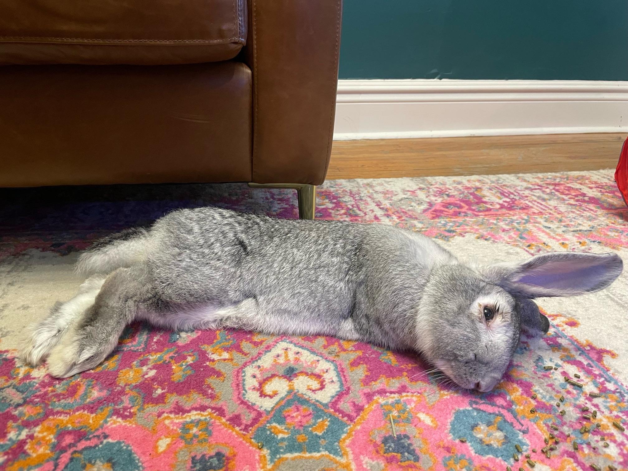 Gandalf the Grey, a Adoptable Flemish Giant in Cambridge, ON image 5/6