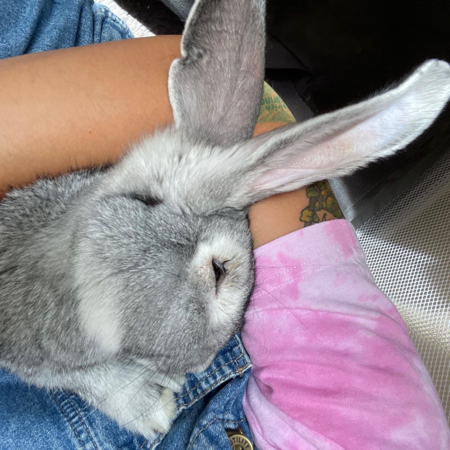 Gandalf the Grey, a Adoptable Flemish Giant in Cambridge, ON image 3/6