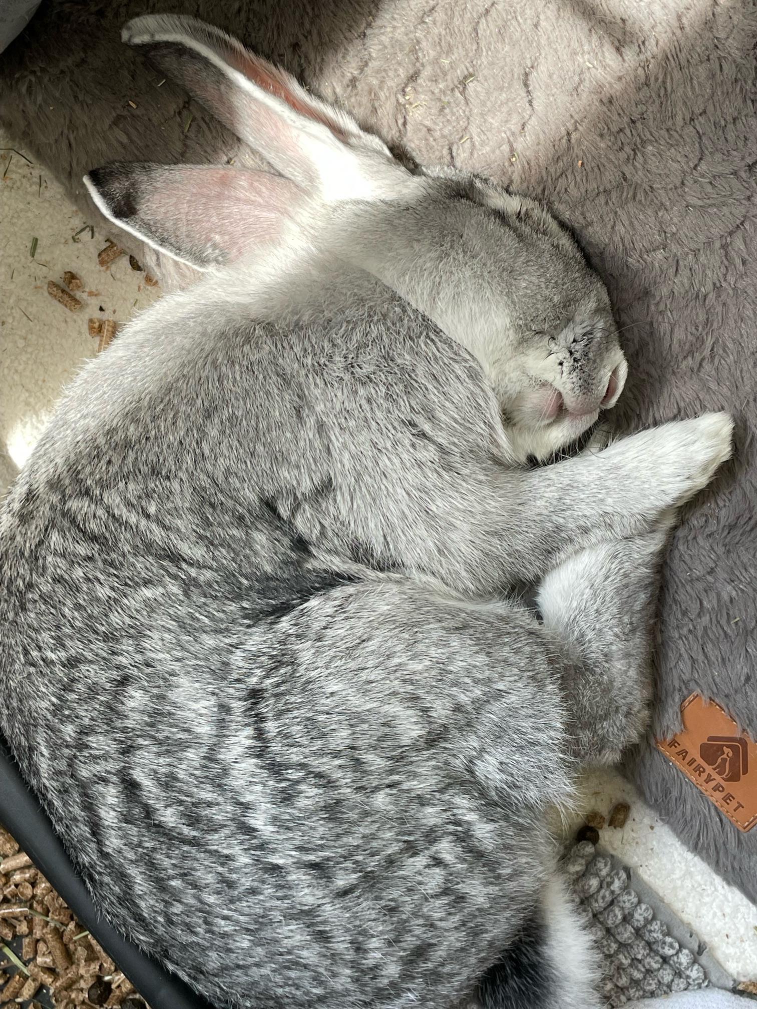 Gandalf the Grey, a Adoptable Flemish Giant in Cambridge, ON image 4/6