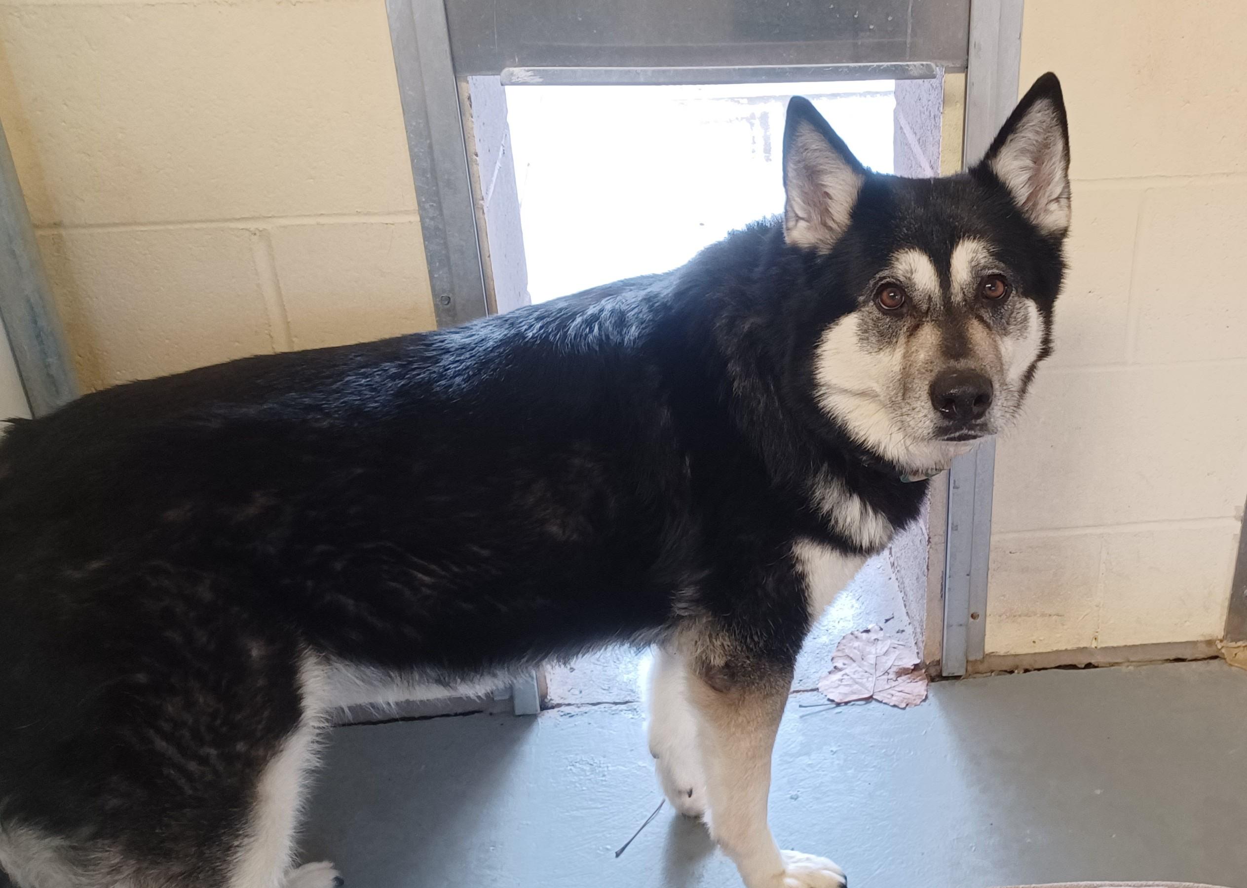 Enlarge AURORA, a ADOPTABLE mixed breed in Kensington, CT image 2/2