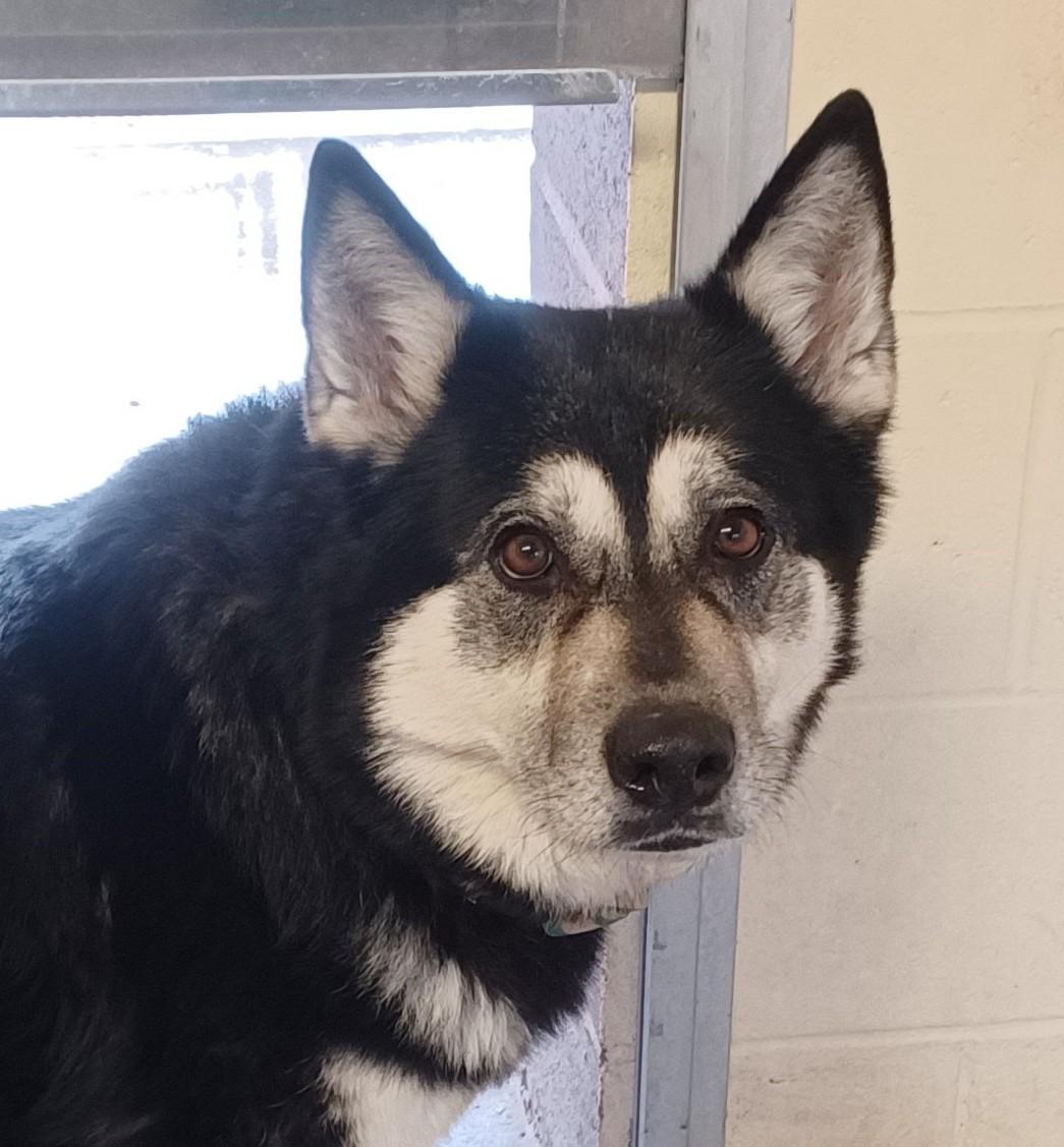 AURORA, ADOPTABLE, Adult Female Husky & Shepherd.