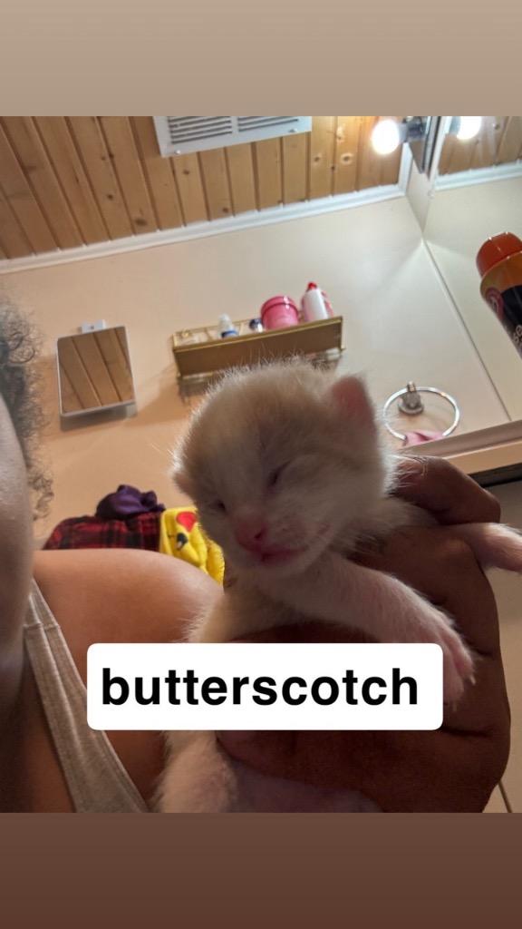 Enlarge Butterscotch, a Adoptable mixed breed in Johnson City, TN image 2/6