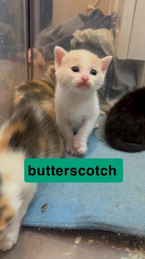 Enlarge Butterscotch, a Adoptable mixed breed in Johnson City, TN image 3/6