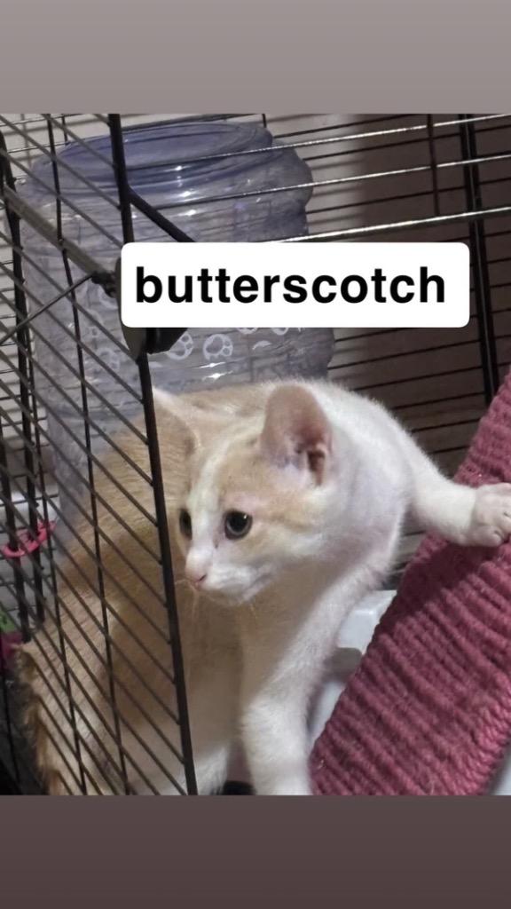 Enlarge Butterscotch, a Adoptable mixed breed in Johnson City, TN image 4/6