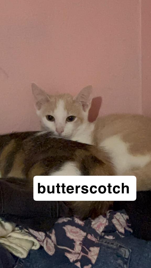 Enlarge Butterscotch, a Adoptable mixed breed in Johnson City, TN image 5/6
