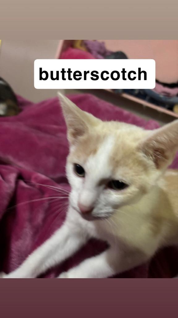 Enlarge Butterscotch, a Adoptable mixed breed in Johnson City, TN image 6/6