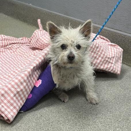 Enlarge Terry, an adopted Cairn Terrier in Homer Glen, IL image 1/1