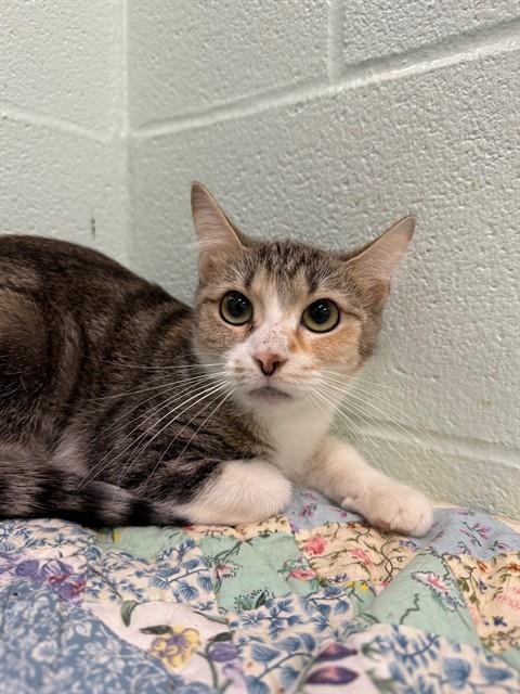 DR MCKAY, Adoptable, Young Female Domestic Short Hair.