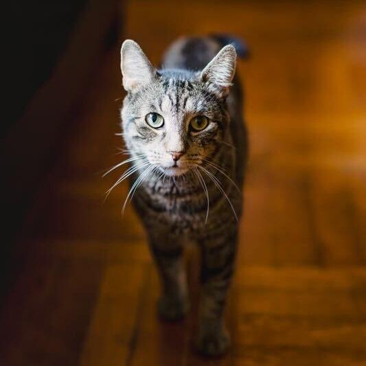 Buddy, Adoptable, Senior Male Domestic Short Hair.