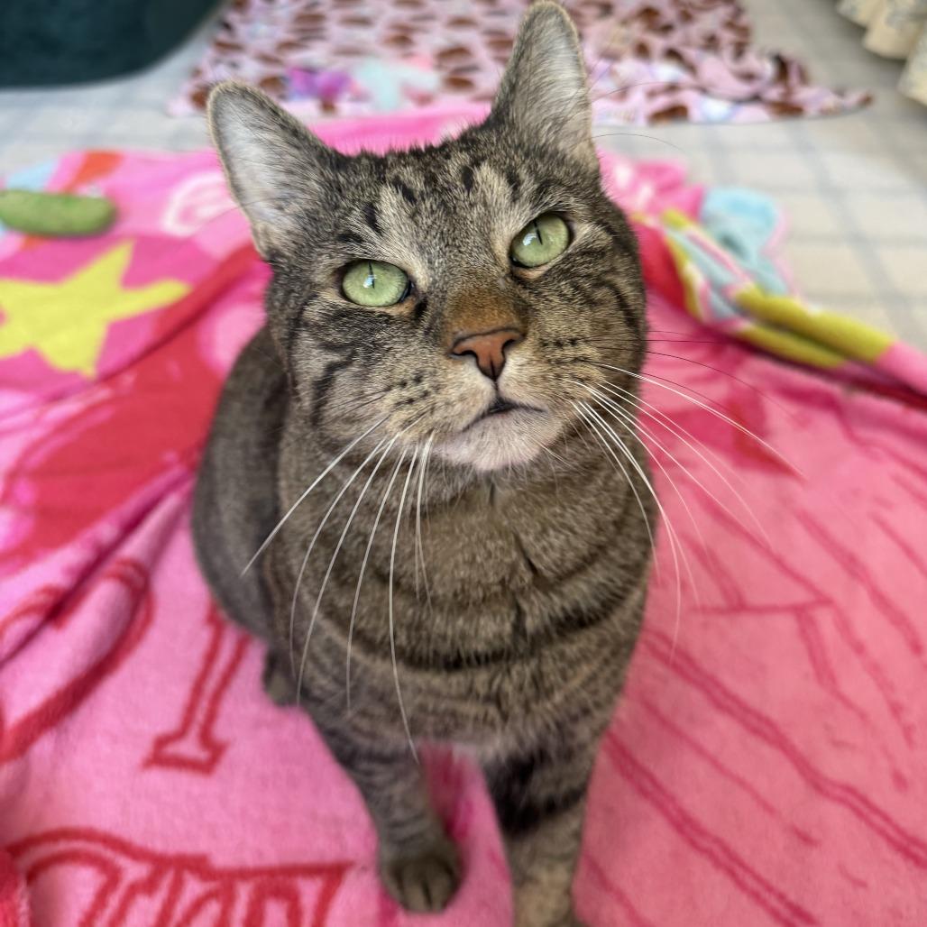 Enlarge Buddy, a Adoptable Domestic Short Hair in New York, NY image 2/6