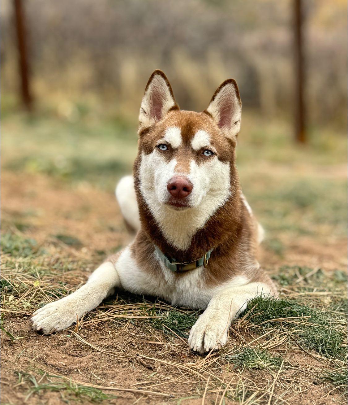 Enlarge Fressi - Husky girl - Carbondale, CO, a Adoptable Siberian Husky in Carbondale, CO image 4/6