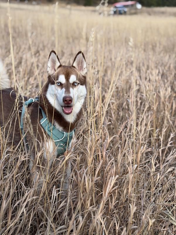 Enlarge Fressi - Husky girl - Carbondale, CO, a Adoptable Siberian Husky in Carbondale, CO image 6/6