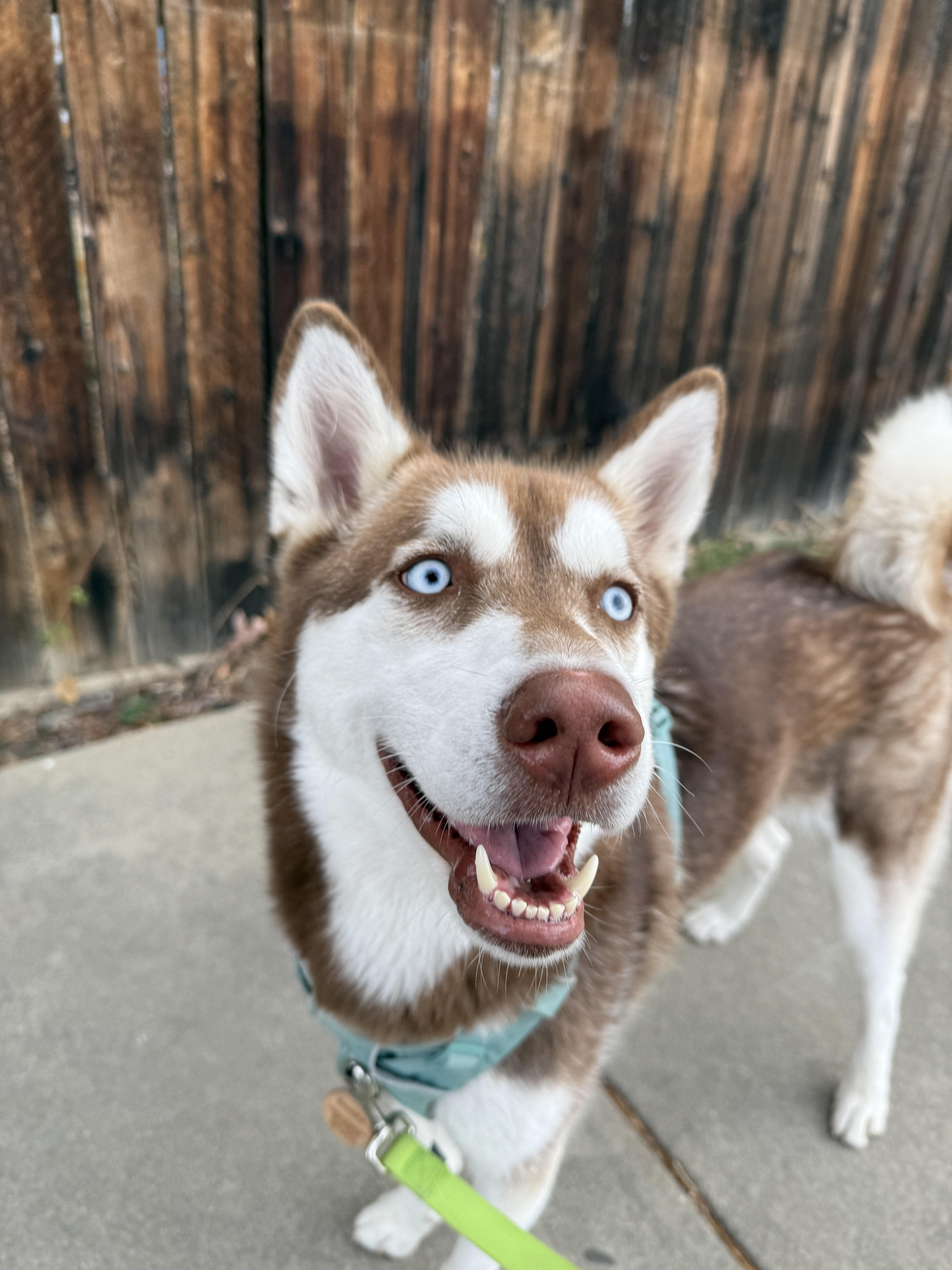 Fressi - Husky girl - Carbondale, CO, Adoptable, Young Female Siberian Husky.