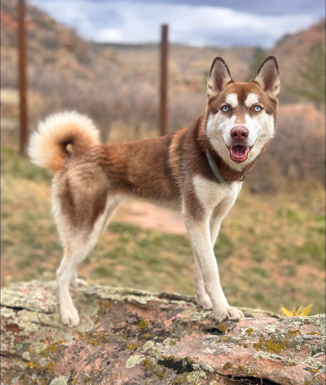 Enlarge Fressi - Husky girl - Carbondale, CO, a Adoptable Siberian Husky in Carbondale, CO image 5/6