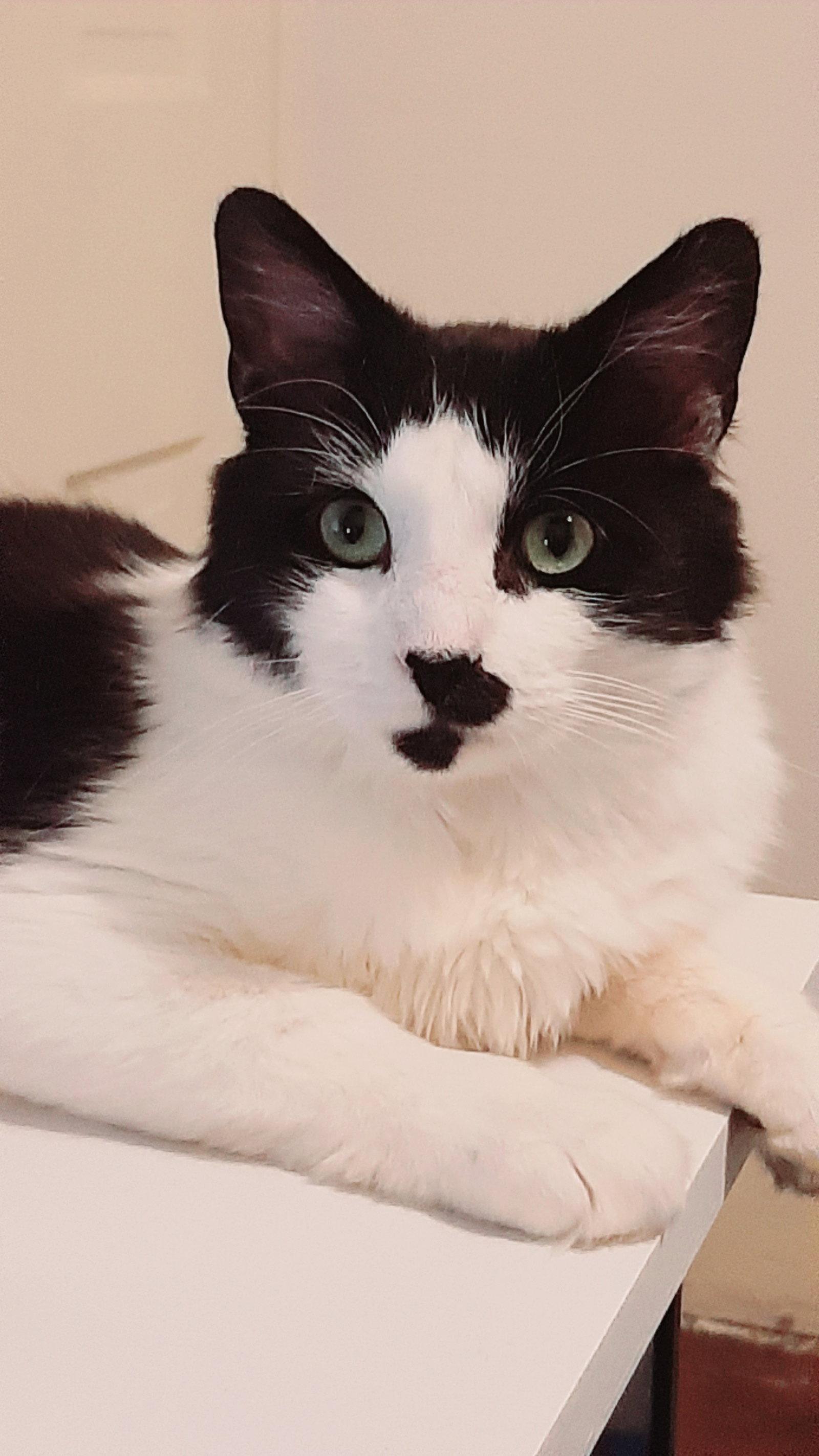Chappy, Adoptable, Adult Male Domestic Medium Hair.