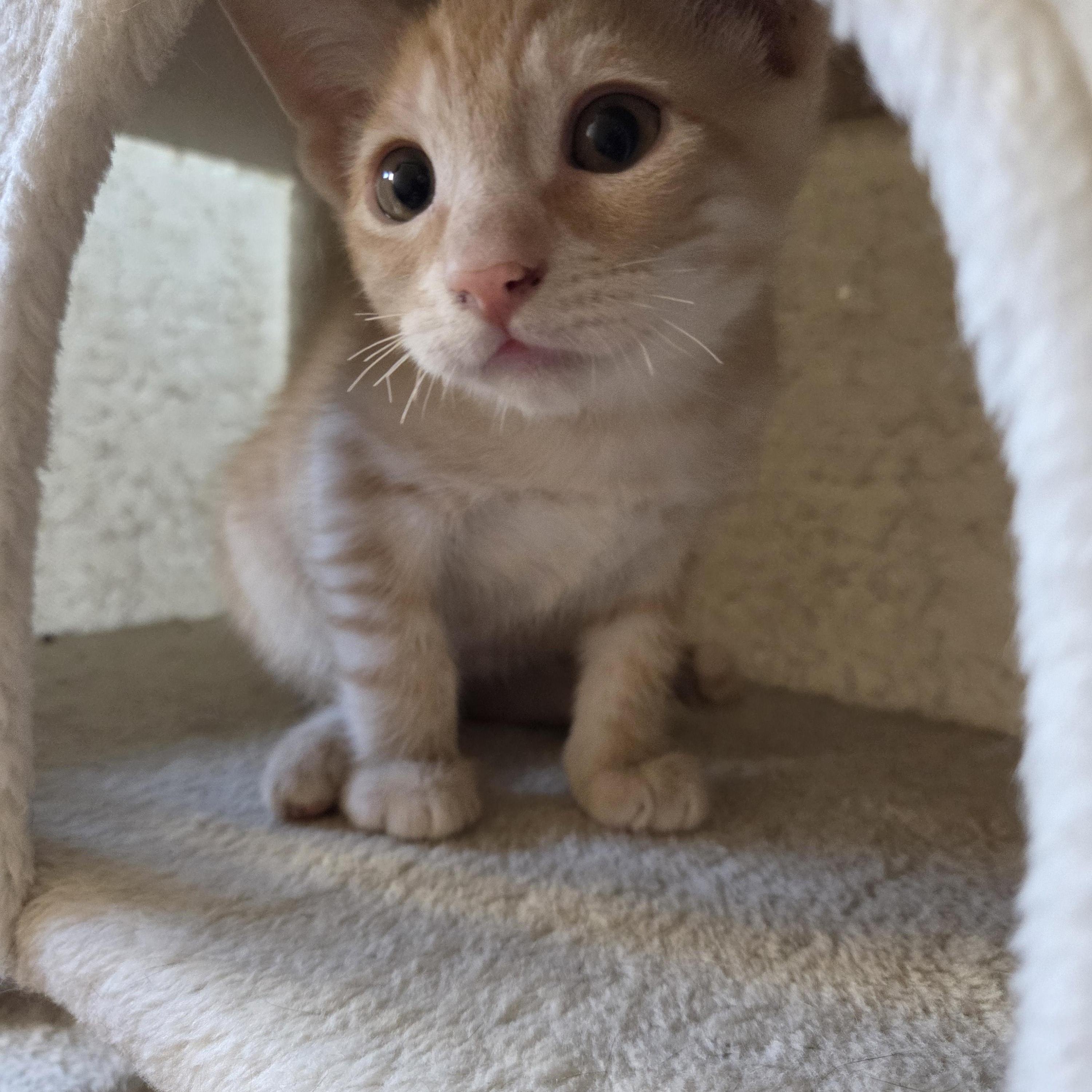 Enlarge Goblin, a Adoptable Domestic Short Hair in Des Moines , WA image 2/2