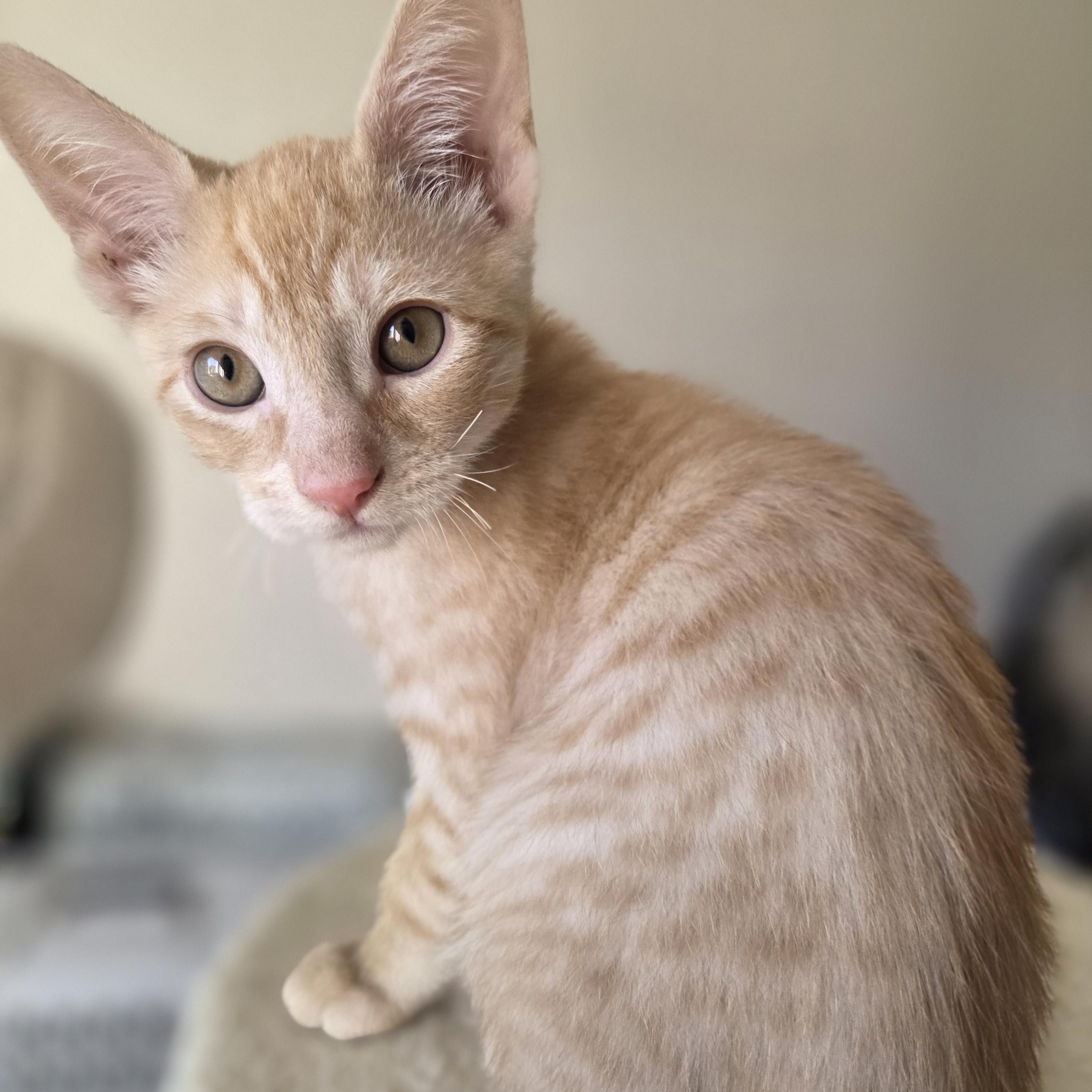 Enlarge Goblin, a Adoptable Domestic Short Hair in Des Moines , WA image 1/2