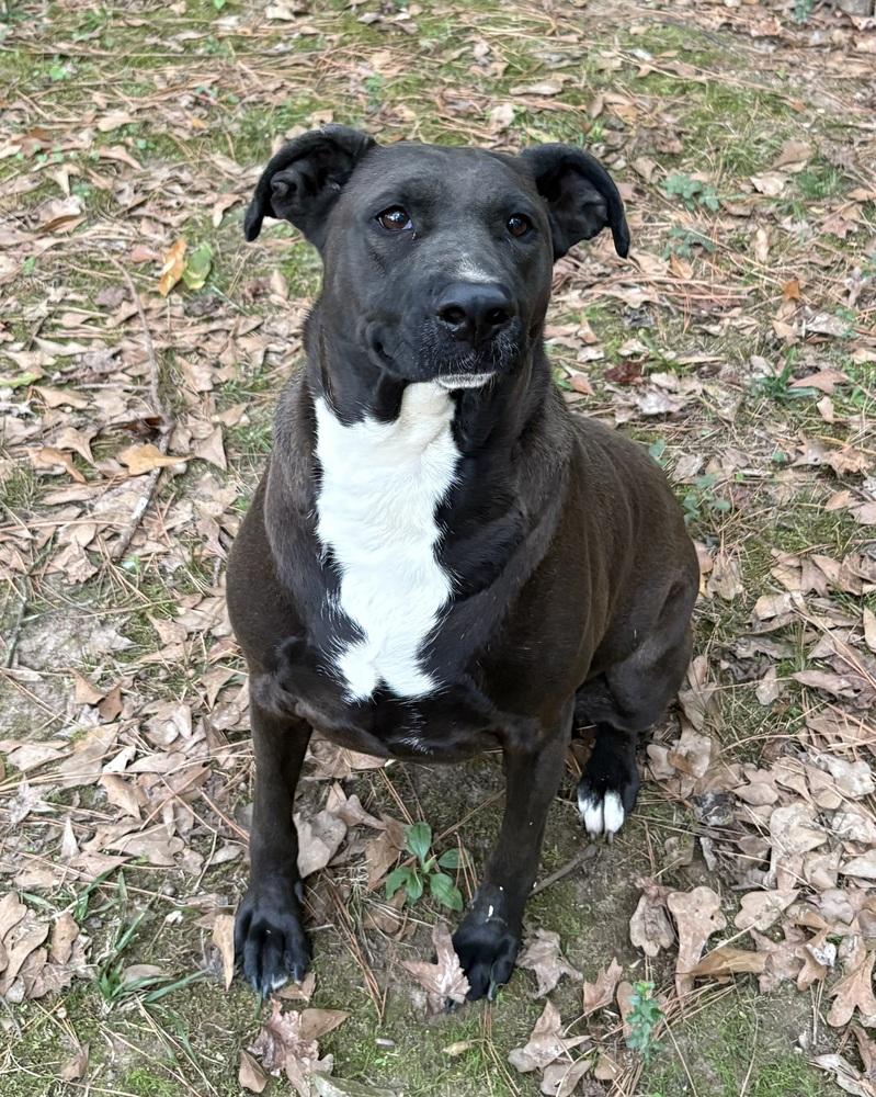 Jean, a Adoptable mixed breed in Boston, MA image 1/5