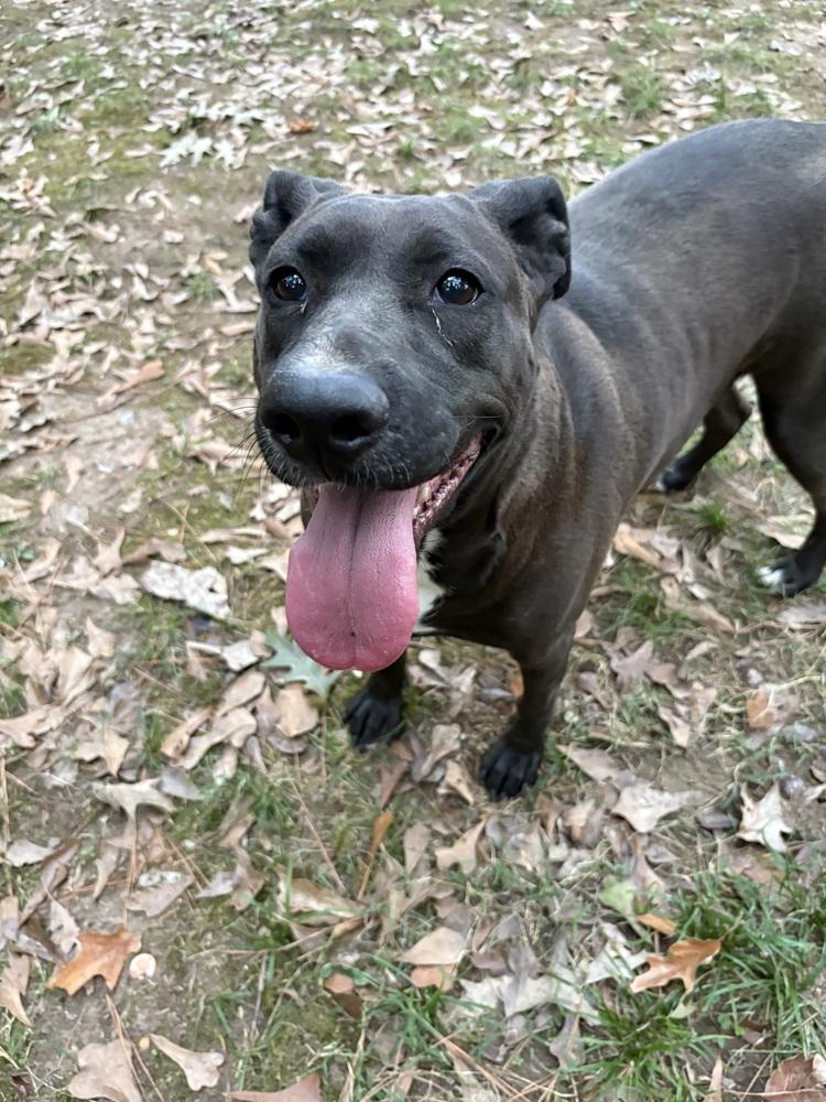 Jean, a Adoptable mixed breed in Boston, MA image 2/5