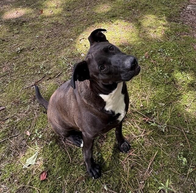 Jean, a Adoptable mixed breed in Boston, MA image 3/5