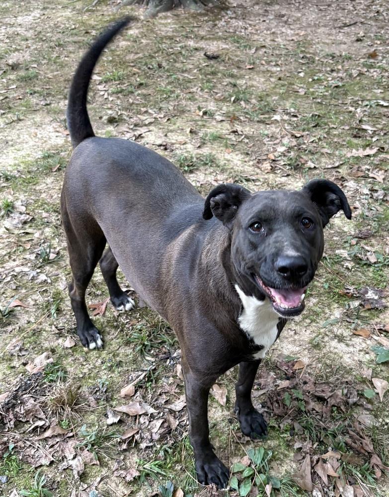 Jean, a Adoptable mixed breed in Boston, MA image 4/5