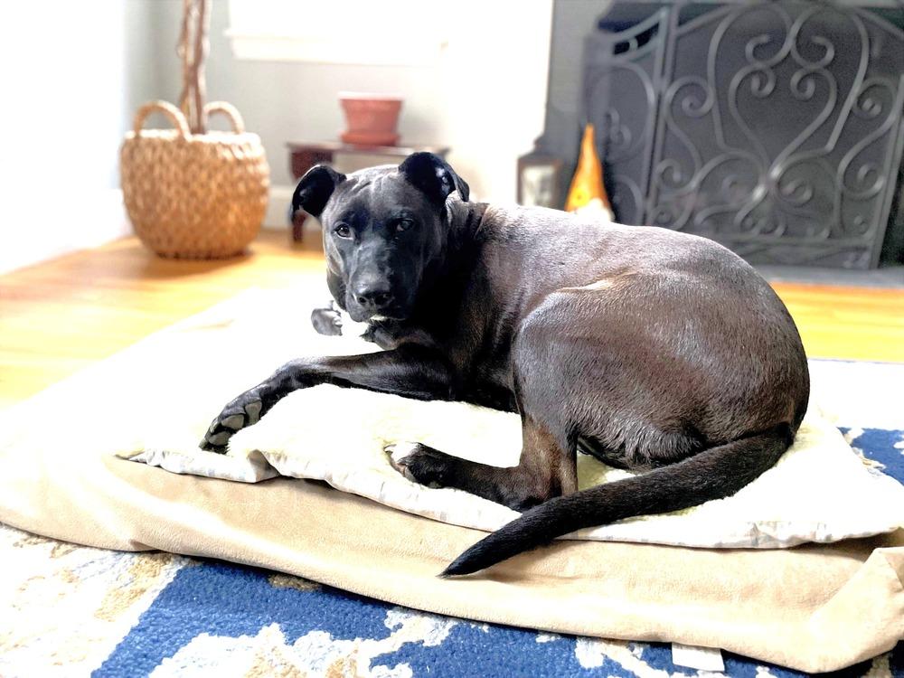 Jean, a Adoptable mixed breed in Boston, MA image 5/5