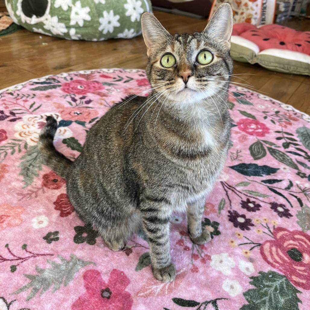 Enlarge Hazel, a Adoptable Domestic Short Hair in Costa Mesa, CA image 1/6
