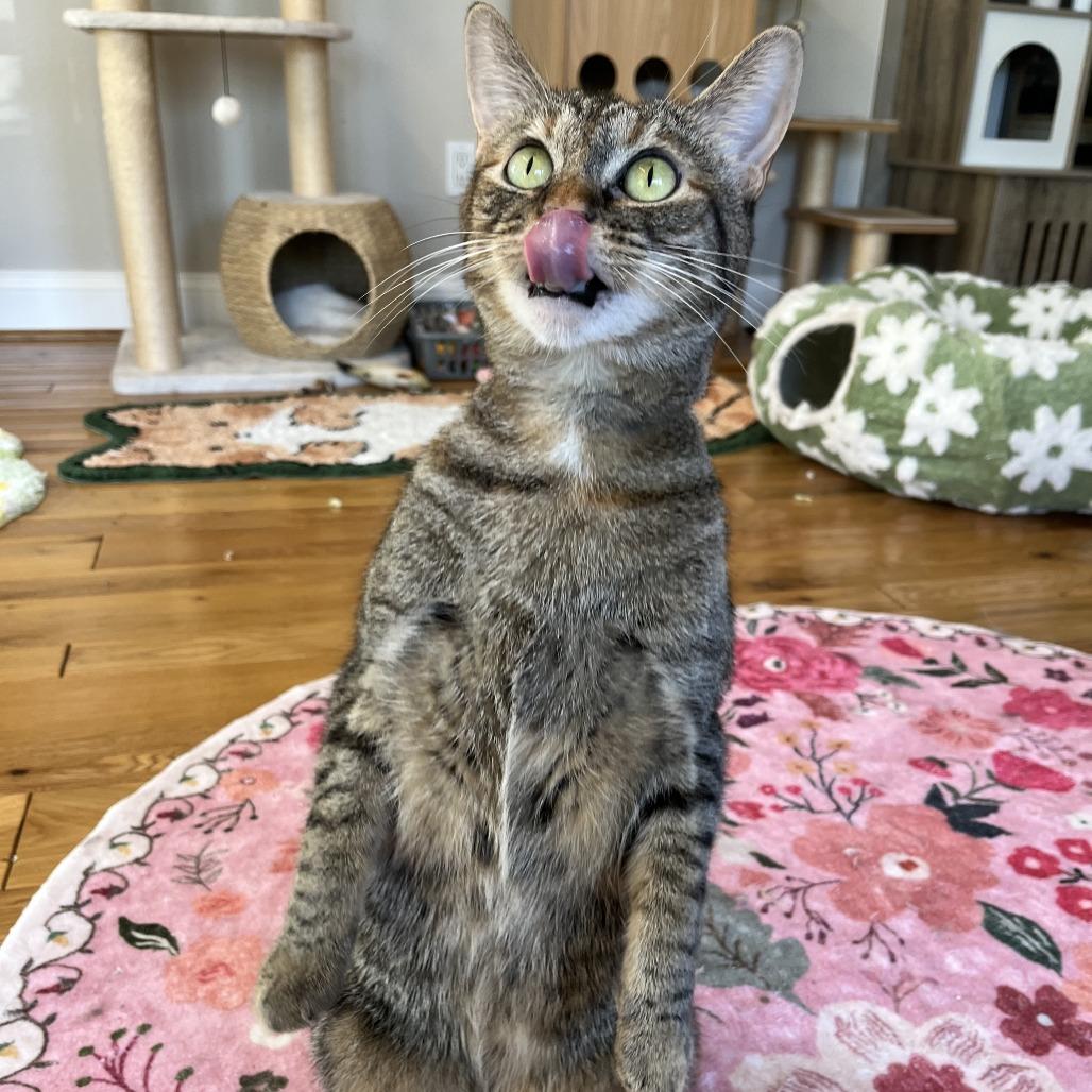 Enlarge Hazel, a Adoptable Domestic Short Hair in Costa Mesa, CA image 2/6