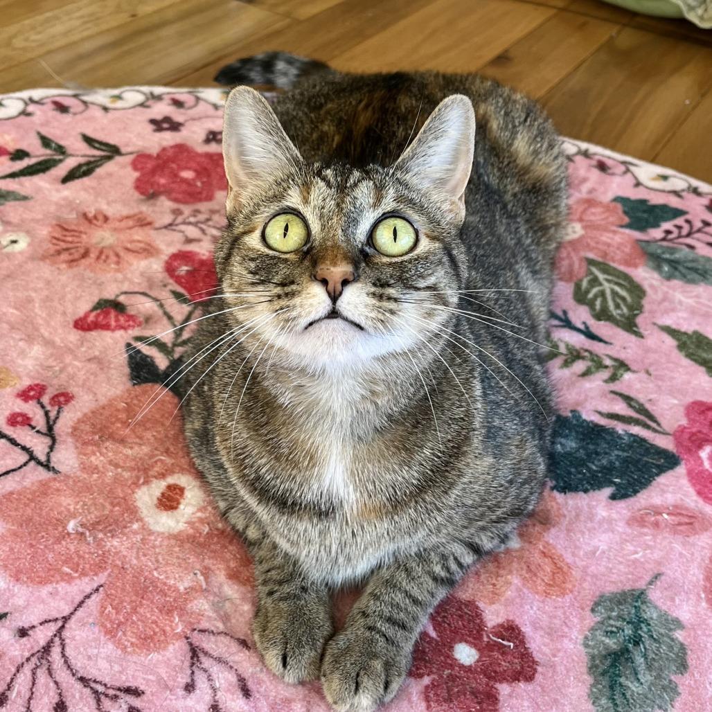 Enlarge Hazel, a Adoptable Domestic Short Hair in Costa Mesa, CA image 3/6