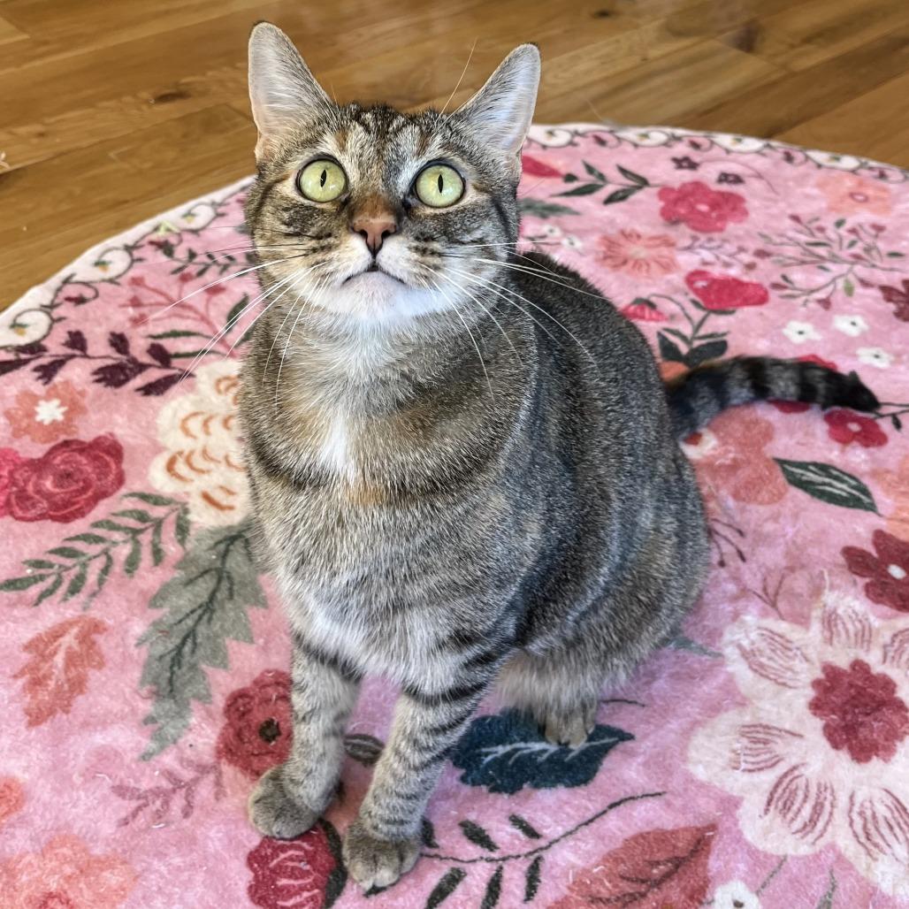 Enlarge Hazel, a Adoptable Domestic Short Hair in Costa Mesa, CA image 4/6